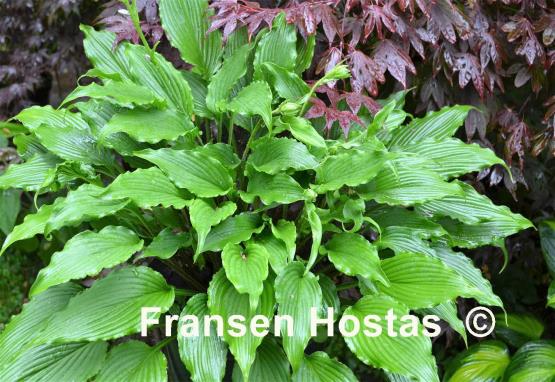 Hosta Jaws